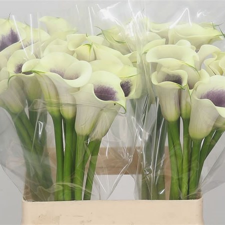 Calla Lily Picasso 60cm | Wholesale Dutch Flowers & Florist Supplies UK