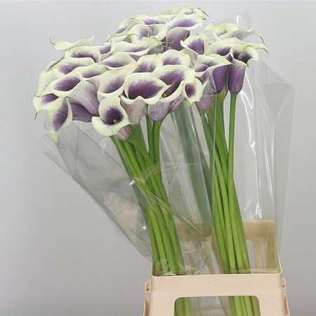 Calla Lily Picasso 80cm | Wholesale Dutch Flowers & Florist Supplies UK