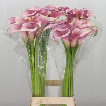 Calla Lily Pink Design