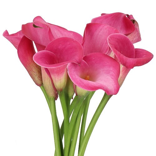 Calla Lily Pink Jewel