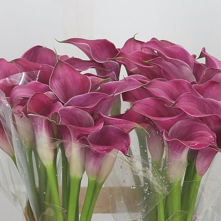 Calla Lily Pink Jewel