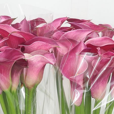 Calla Lily Pink Jewel