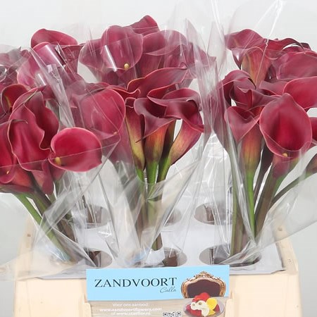 Calla Lily Red Charm