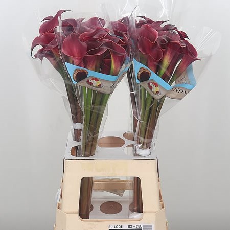 Calla Lily Red Charm