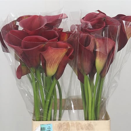 Calla Lily Red Sunrise