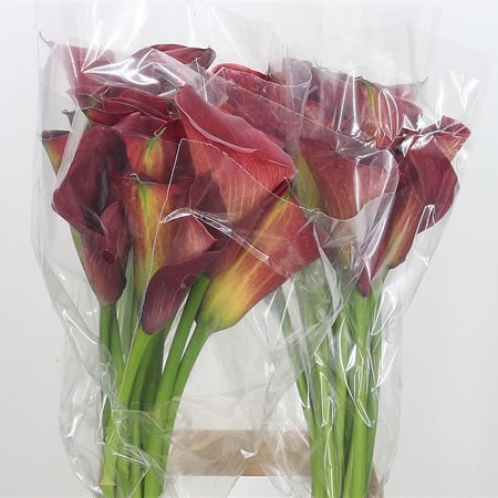 Calla Lily Red Sunrise