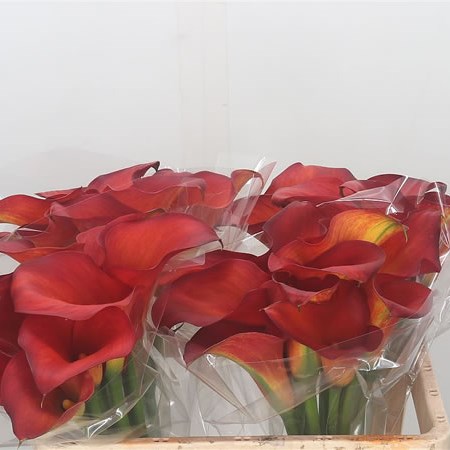 Calla Lily Rina