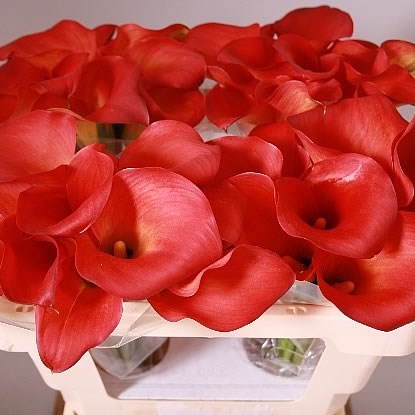 Calla Lily Rina