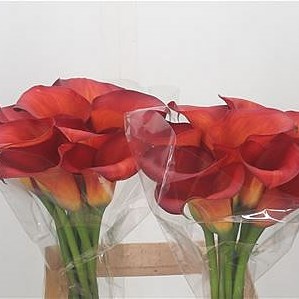 Calla Lily Rina