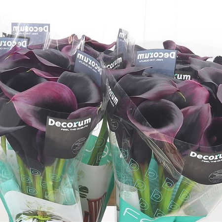 Calla Lily Rudolph 60cm | Wholesale Dutch Flowers & Florist Supplies UK