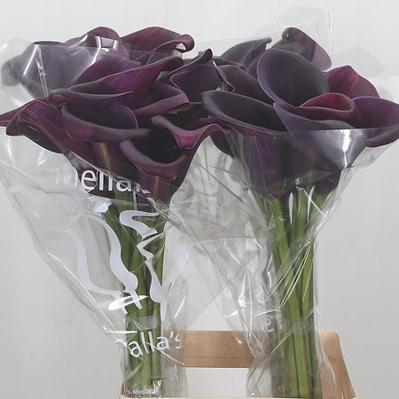 Calla Lily Saigon