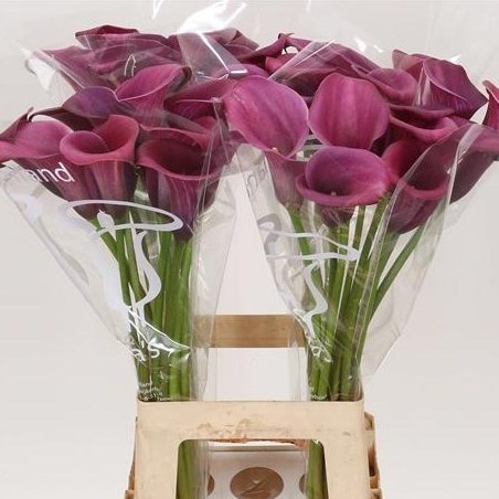 Calla Lily Saigon