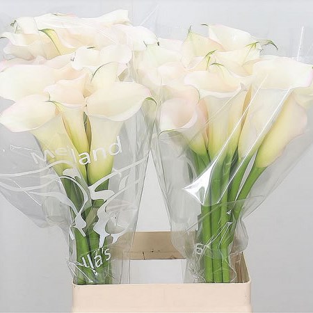 Calla Lily Sapporo 70cm | Wholesale Dutch Flowers & Florist Supplies UK