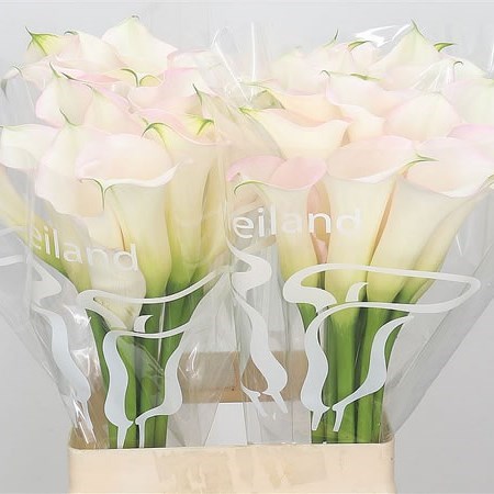Calla Lily Sapporo 80cm | Wholesale Dutch Flowers & Florist Supplies UK