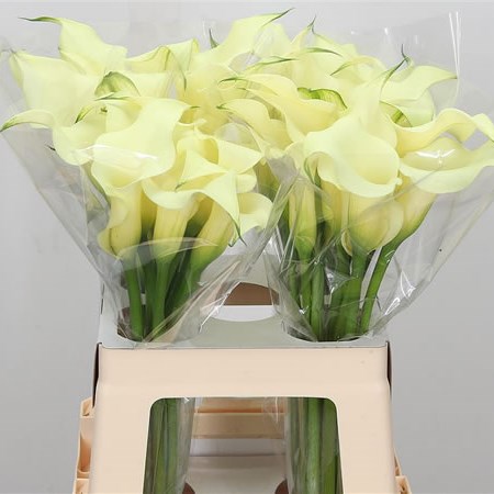 Calla Lily Saturnus