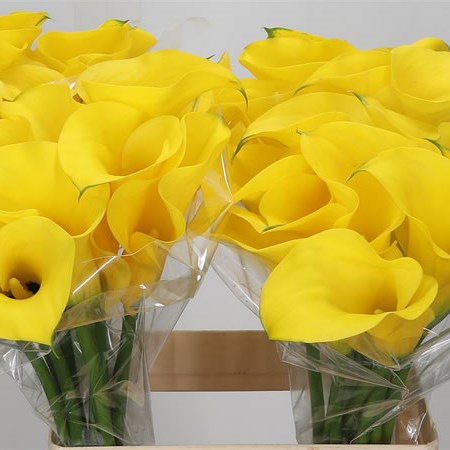 Calla Lily Solid Gold Blz