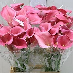 Calla Lily Sorbonne