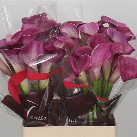 Calla Lily Sumatra