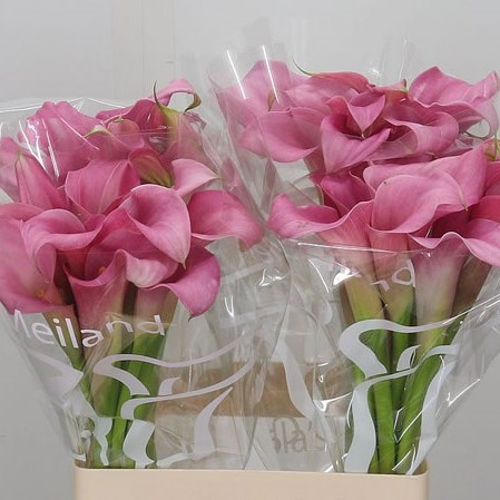 Calla Lily Sweet Misty