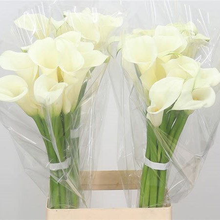 Calla Lily White Ideal (cream)