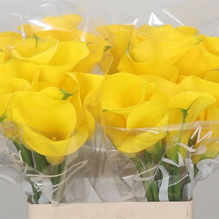 Calla Lily Yelloween