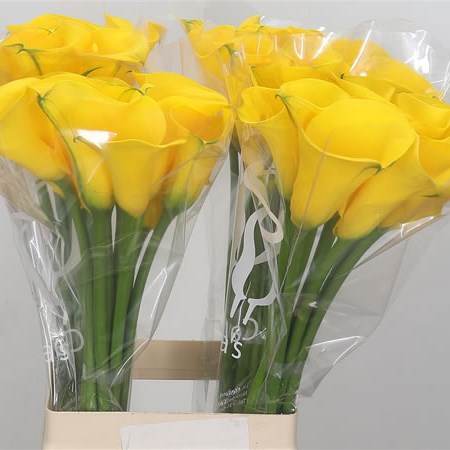 Calla Lily Yelloween