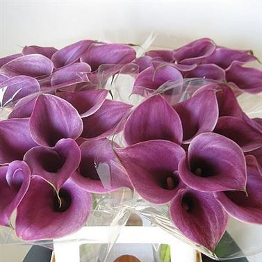 Calla Lily Sannah