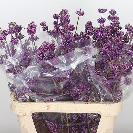 Callicarpa Bodinieri Profusion