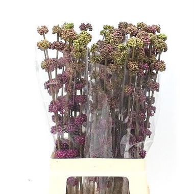 Callicarpa Bodinieri var. Giraldii
