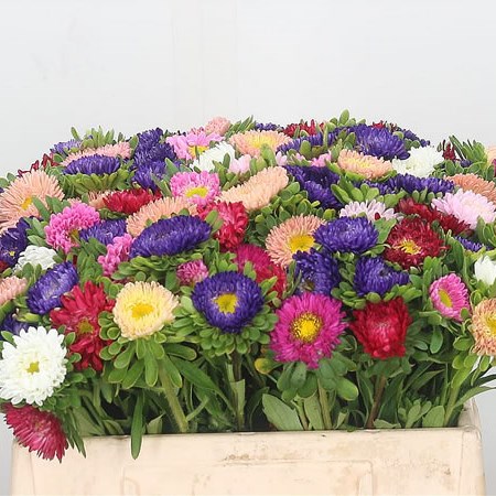 Callistephus Mixed (Cols may vary)