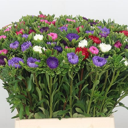 Callistephus Mixed (Cols may vary)