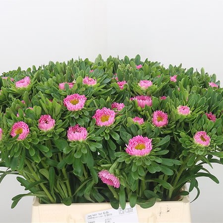 Callistephus Pink