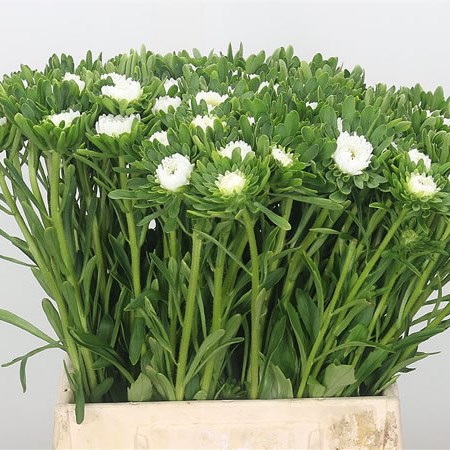 Callistephus White