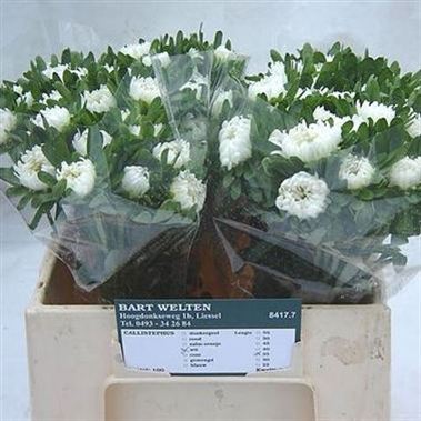 Callistephus Matsumoto White