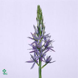 Camassia Leichtlinii Caerulea