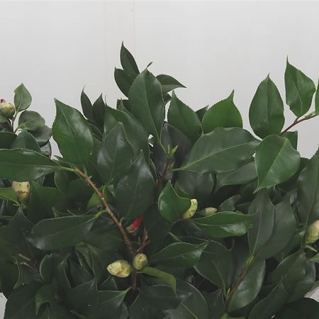 Camelia