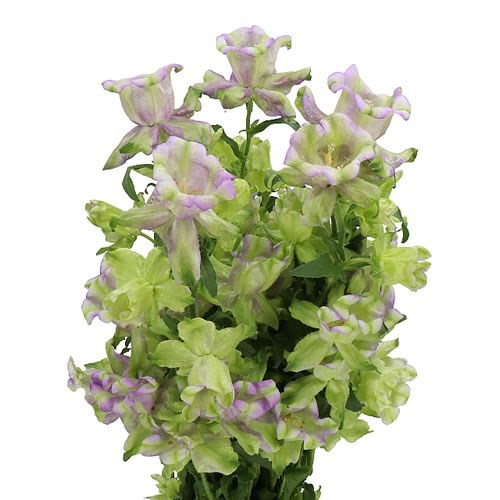 Campanula Medium Evergreen Blue