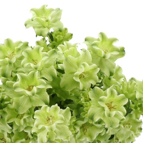 Campanula Medium Evergreen White