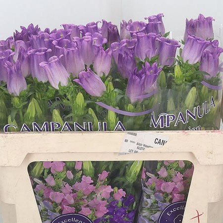 Campanula Medium Lampion Lilac