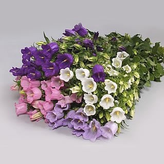 Campanula Medium Lampion Mix