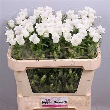 Campanula Medium Lampion White 80cm | Wholesale Dutch Flowers & Florist