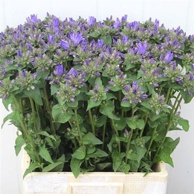 Campanula Superba