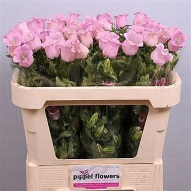 Campanula Medium Lampion Pink