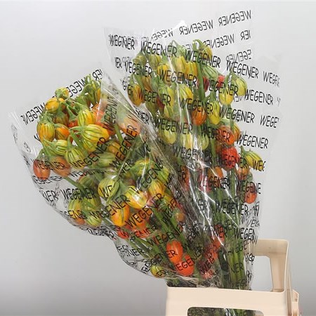 Capsicum Orange