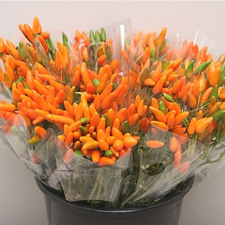 Capsicum Orange Fire