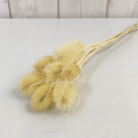 Cardo Palustre Bleached (Teasles)