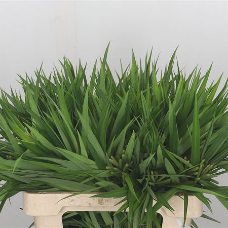 Carex Green Sparkler