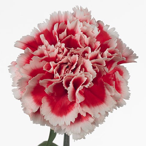 Carnation Ajax