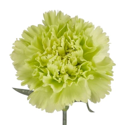 Carnation Alessandria