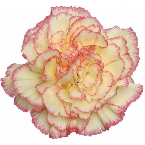 Carnation Alibaba